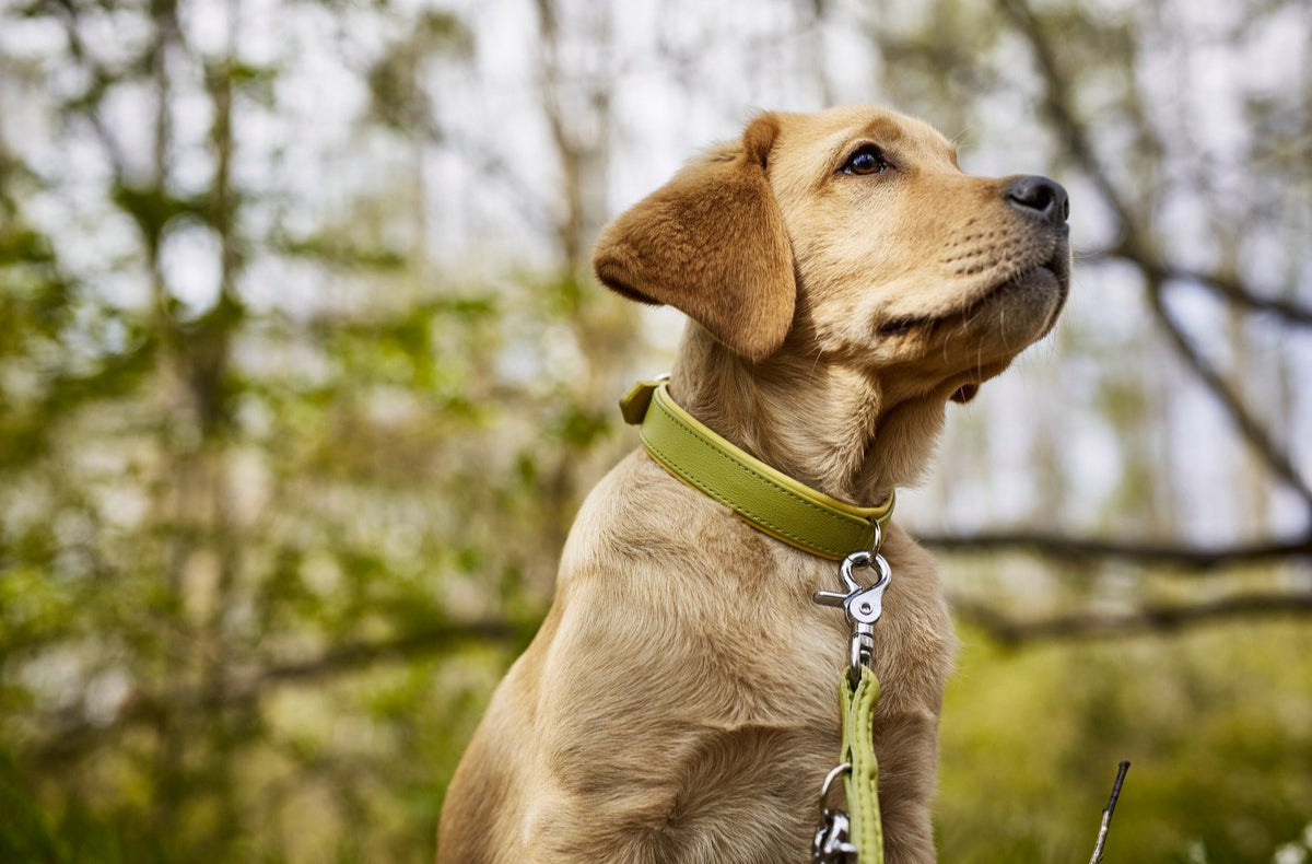 AMICI Halsband aus weichem Nappaleder in lemongrün beim Spaziergang mit meinem Labrador im Wald
