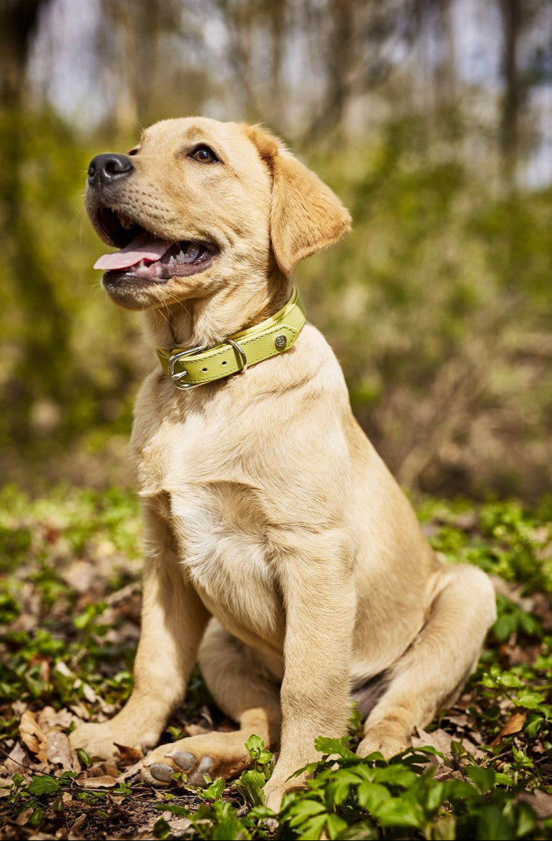 AMICI Halsband aus weichem Nappaleder in lemon an einem jungen hellen Labrador im Wald