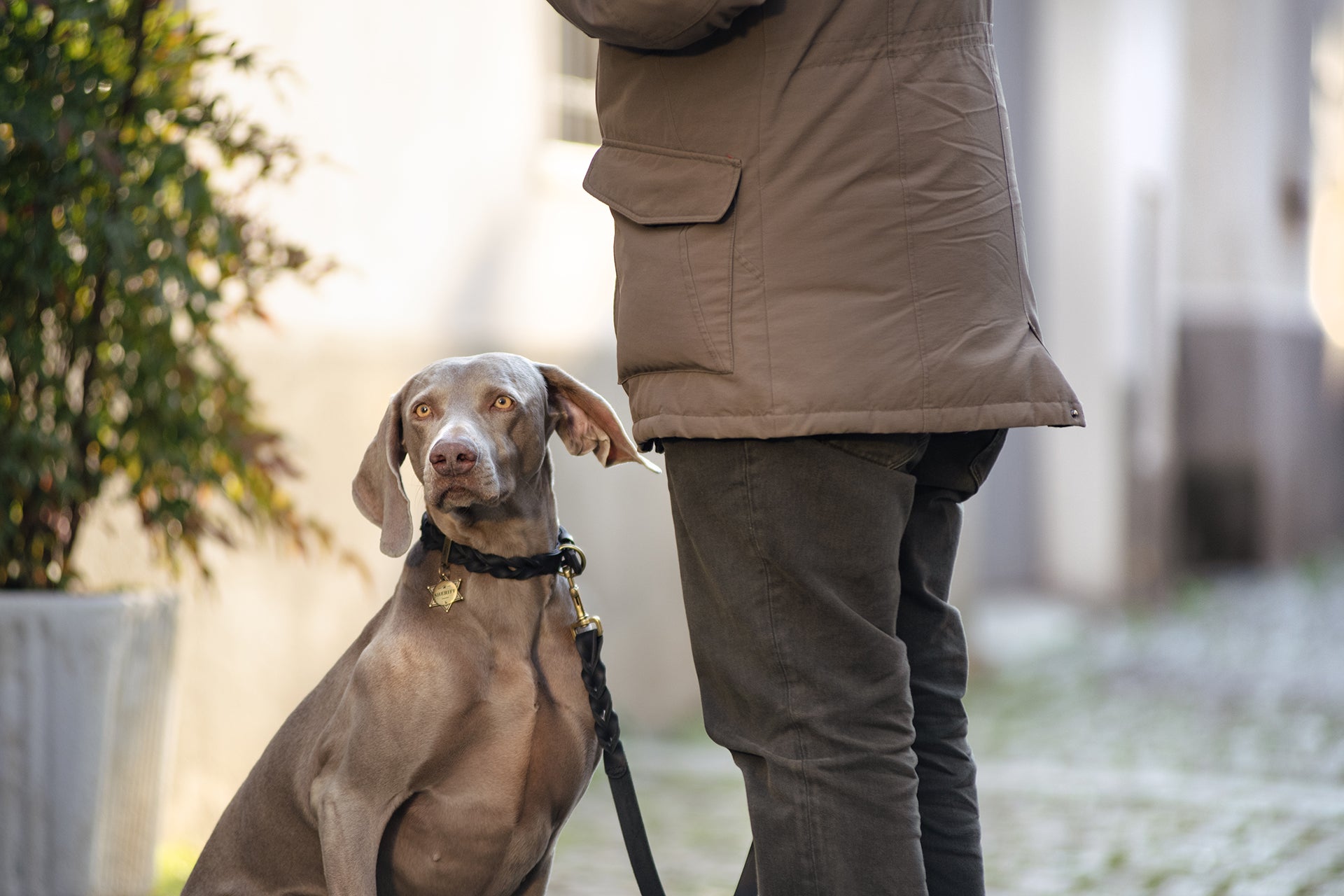 Leine Ascot in Leder