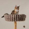 Bild in Galerie-Betrachter laden, Scruffs Katzen Kratzbaum in der Farbe taupe mit Katze
