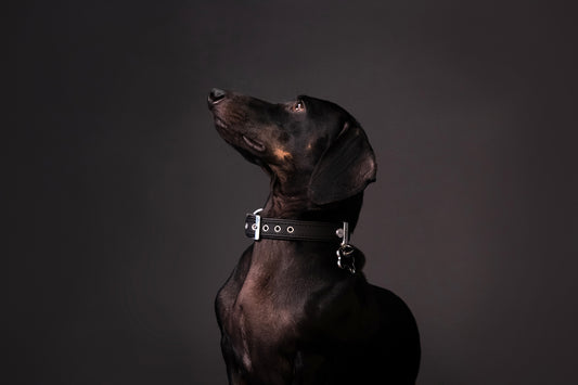 MyFamily Bilbao Hundehalsband aus Kunstleder