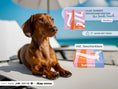 Bild in Galerie-Betrachter laden, The Beach Towel (160×80 cm) – leichtes, schnelltrocknendes Mikrofaser-Handtuch (Dackel-Edition)
