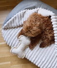 Bild in Galerie-Betrachter laden, CAFIDE Hundebett „Maso“ mit Kapuze – Chenille & Cord, waschbar, nachhaltig
