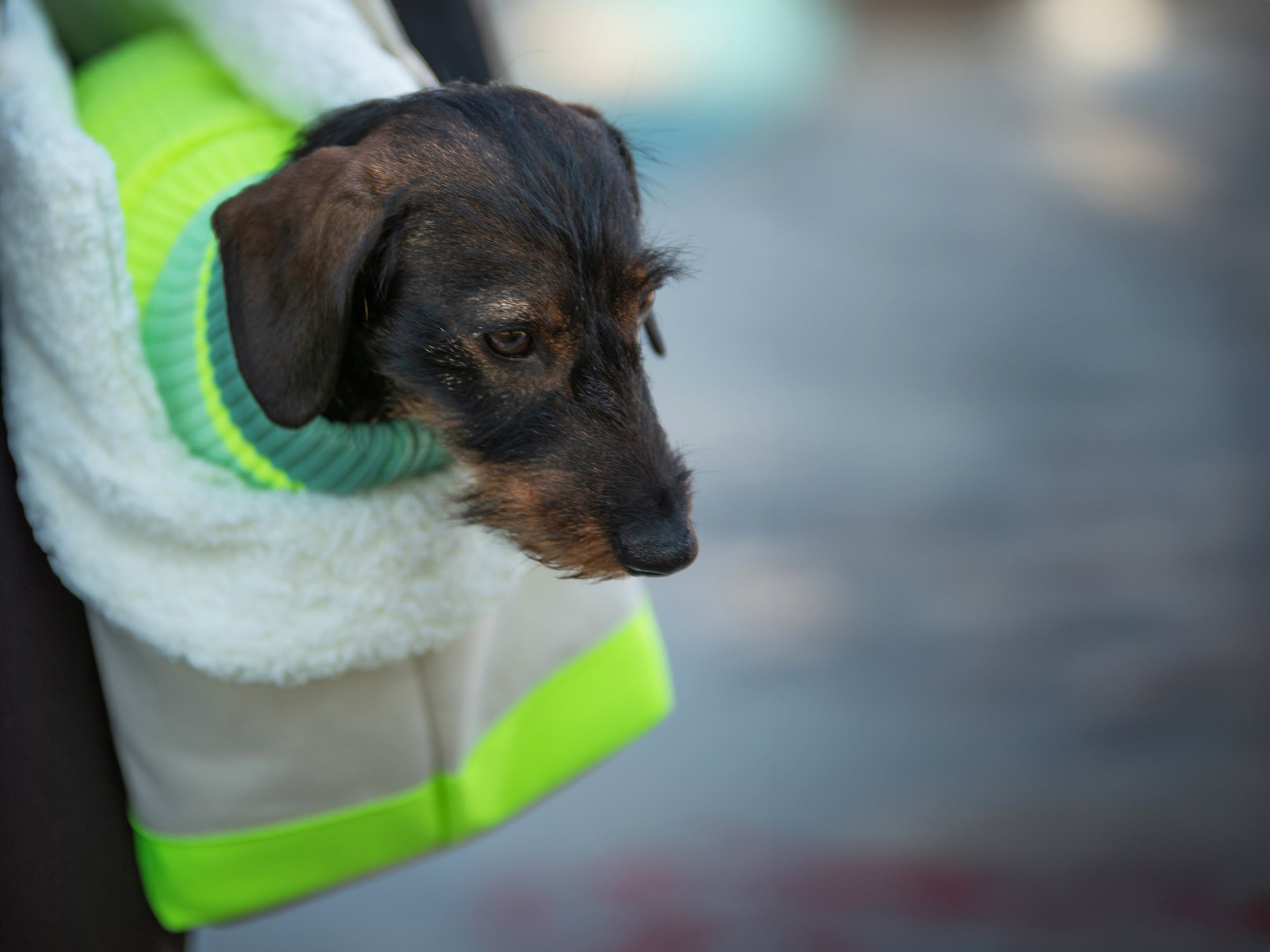 THE CANVAS BAG (HUNDETRAGETASCHE FÜR KLEINE HUNDERASSEN)