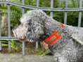 Bild in Galerie-Betrachter laden, THE CITY COLLAR (OUTDOOR) - NEON HUNDEHALSBAND WASSERDICHT
