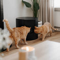 Bild in Galerie-Betrachter laden, FUSE Design Katzentoilette
