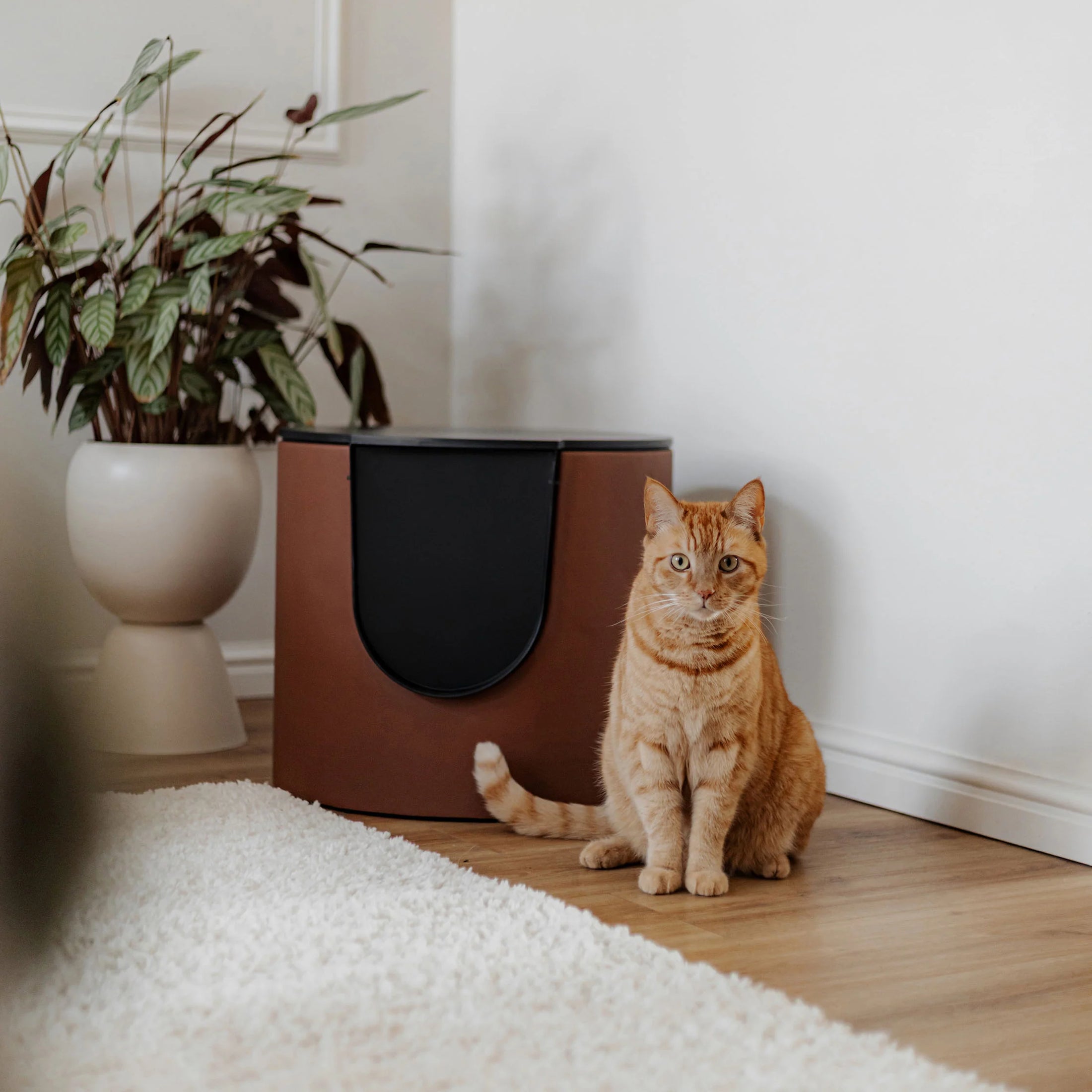 FUSE Design Katzentoilette