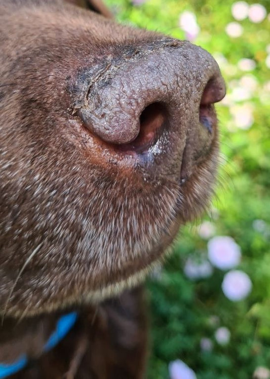 Vezer Care Wundspray aus Fichtenharz & Honig (Katzen & Hunde)