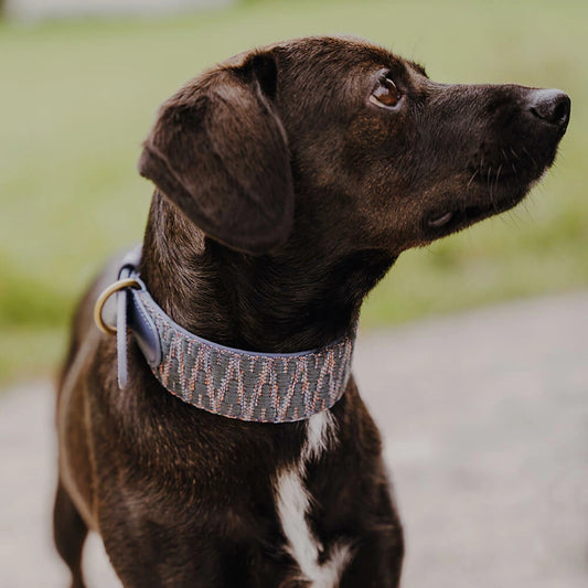Premium Hundehalsband Gepolstert - Blau/Grau