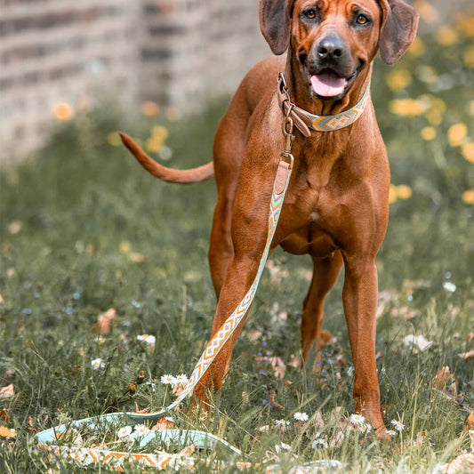 Premium Hundehalsband Gepolstert - Mint/Orange