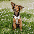 Bild in Galerie-Betrachter laden, Hey Lana Premium Hundegeschirr - gepolstert, Pink/Beige
