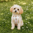 Bild in Galerie-Betrachter laden, Hey Lana Premium Hundegeschirr - gepolstert, Pink/Beige
