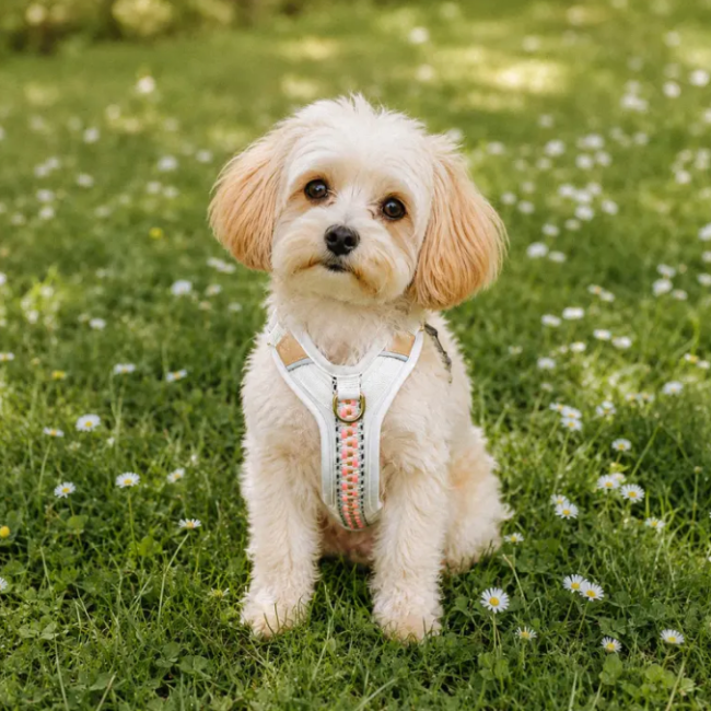 Hey Lana Premium Hundegeschirr - gepolstert, Pink/Beige