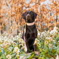 Bild in Galerie-Betrachter laden, Hey Lana Premium Hundehalsband, gepolstert - Pink/Beige
