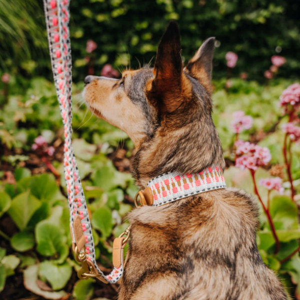 Hey Lana Premium Hundehalsband, gepolstert - Pink/Beige