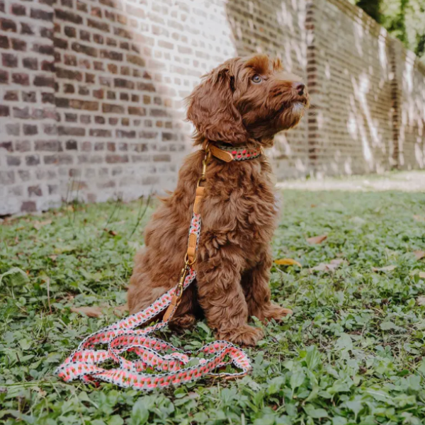 Hey Lana Premium Hundehalsband, gepolstert - Pink/Beige