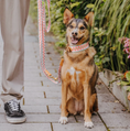 Bild in Galerie-Betrachter laden, Hey Lana Premium Hundehalsband, gepolstert - Pink/Beige
