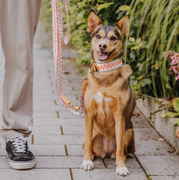Hey Lana Premium Hundehalsband, gepolstert - Pink/Beige