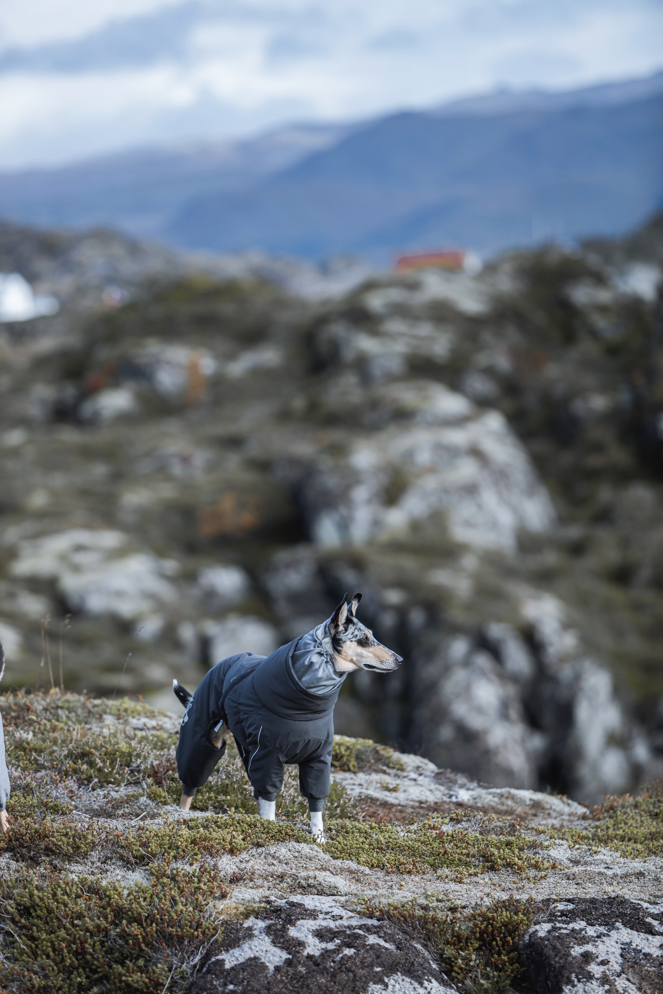 Hurtta Extreme Overall – warmer Hundeoverall für Winter & Kälte