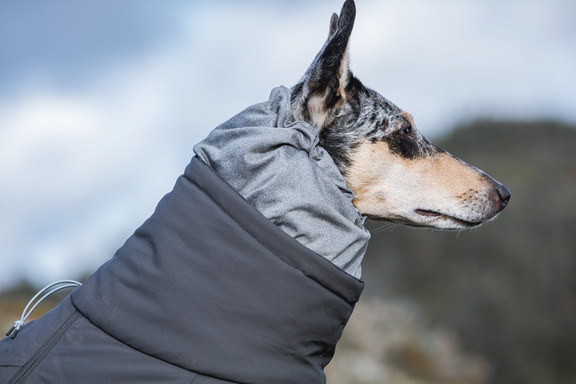 Hurtta Extreme Overall – warmer Hundeoverall für Winter & Kälte