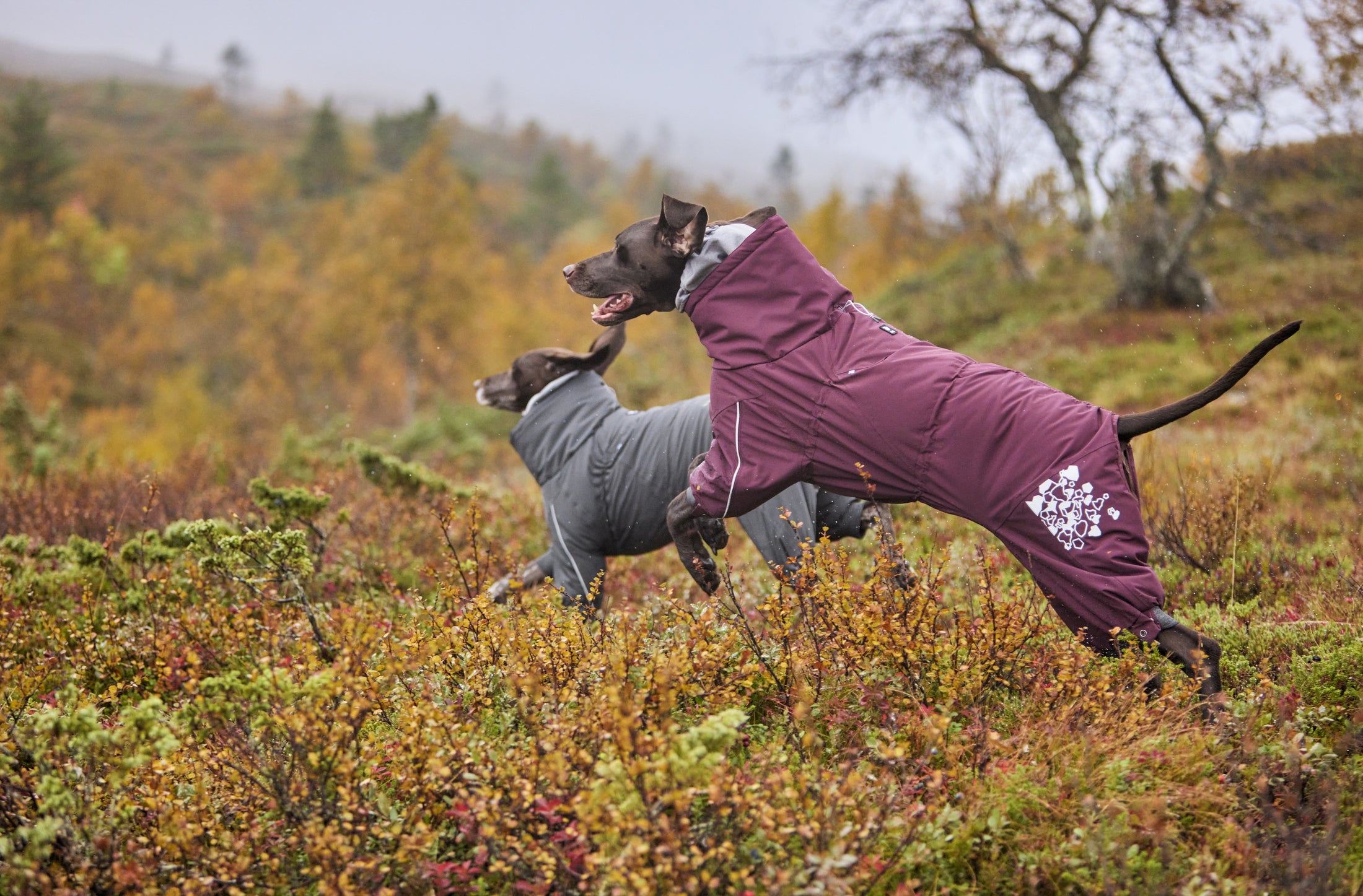 Hurtta Extreme Overall – warmer Hundeoverall für Winter & Kälte