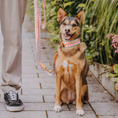 Bild in Galerie-Betrachter laden, Kollektion Très chic - Set Hundehalsband und Leine - Pink/Beige
