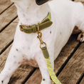 Bild in Galerie-Betrachter laden, Kollektion Très chic - Set Hundehalsband und Leine - Olivgrün/Neongelb
