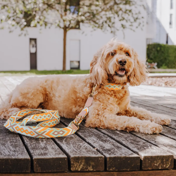 Kollektion Très chic - Set Hundehalsband und Leine - Mint/Orange