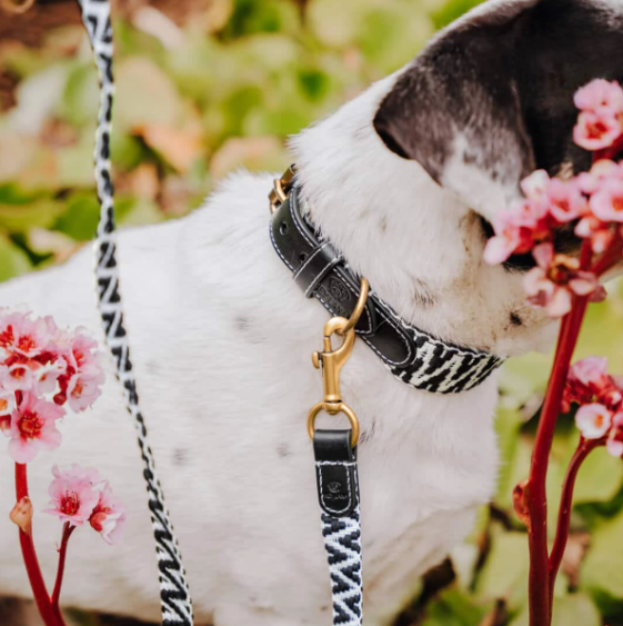 Kollektion Très chic – Set Hundehalsband und Leine – Schwarz/Weiß