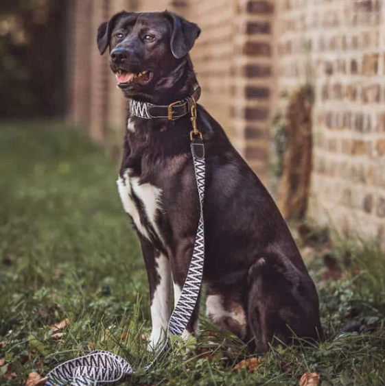 Kollektion Très chic – Set Hundehalsband und Leine – Schwarz/Weiß
