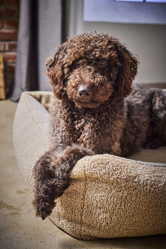 Laboni ORTHO Hundebett - TEDDY