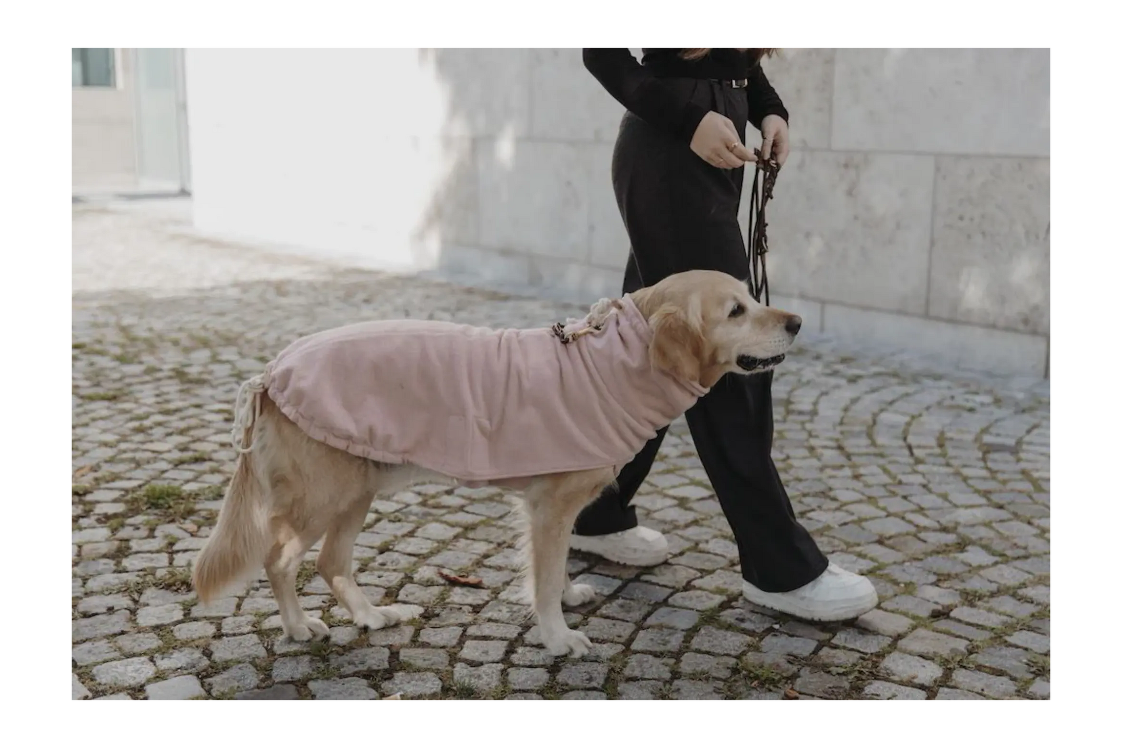 Hundepullover