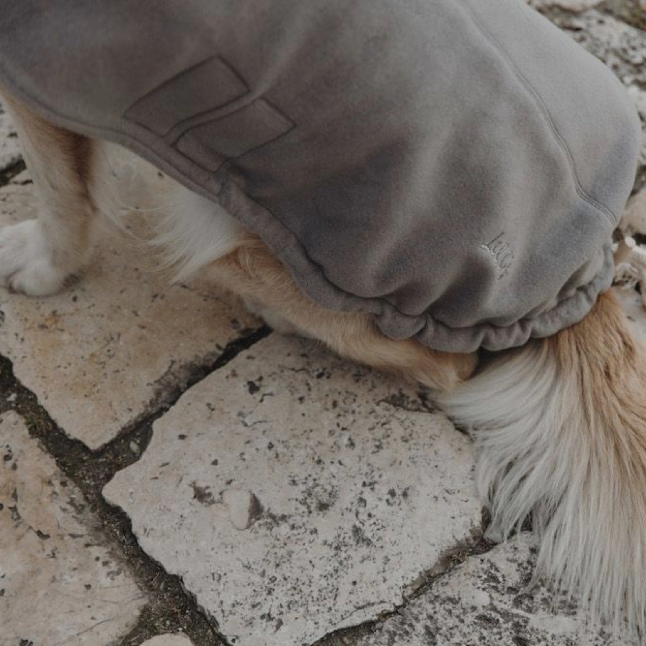 Hundepullover