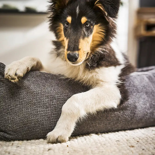 LABONI ORTHO Hundebett - TUDOR