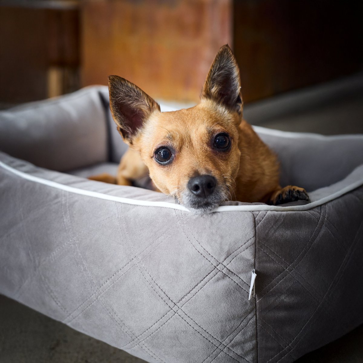 ORTHO Hundebett - OXFORD