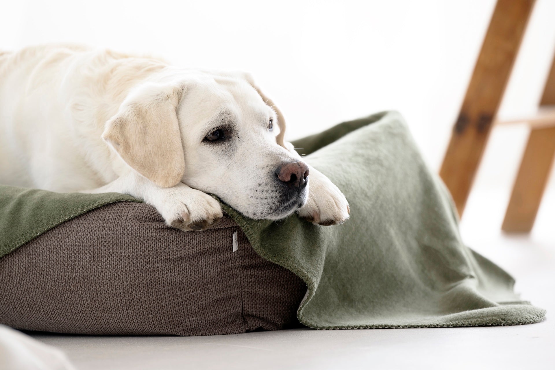 LABONI ORTHO Hundebett - TUDOR