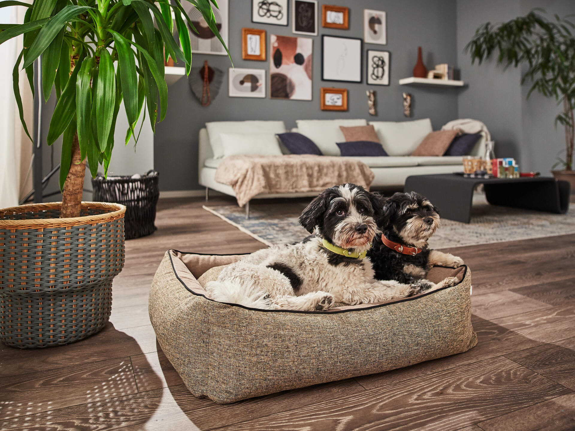 CLASSIC Hundebett - SCALA AMBER