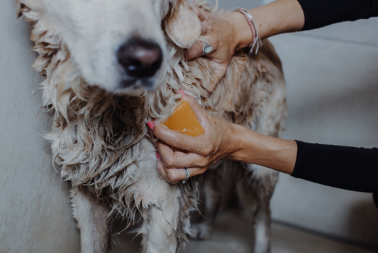Bio-Hundeshampoo FINE