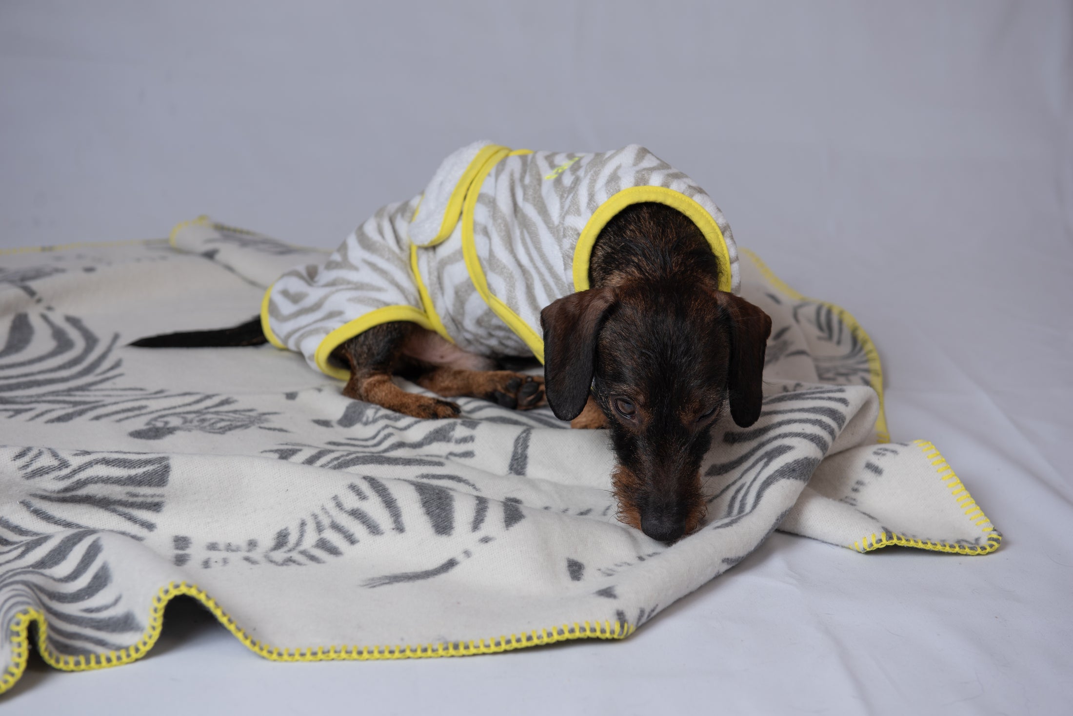 THE ZEBRA PLAID (HUNDEKUSCHELDECKE)