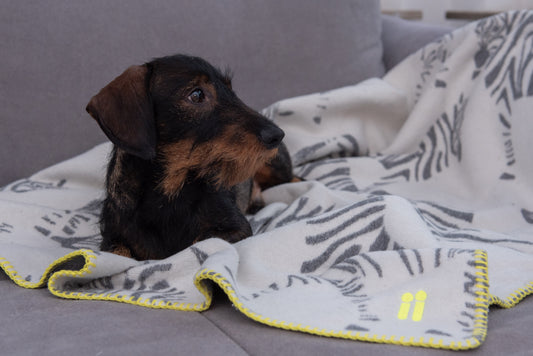 THE ZEBRA PLAID von LUMIIES® (HUNDEKUSCHELDECKE)