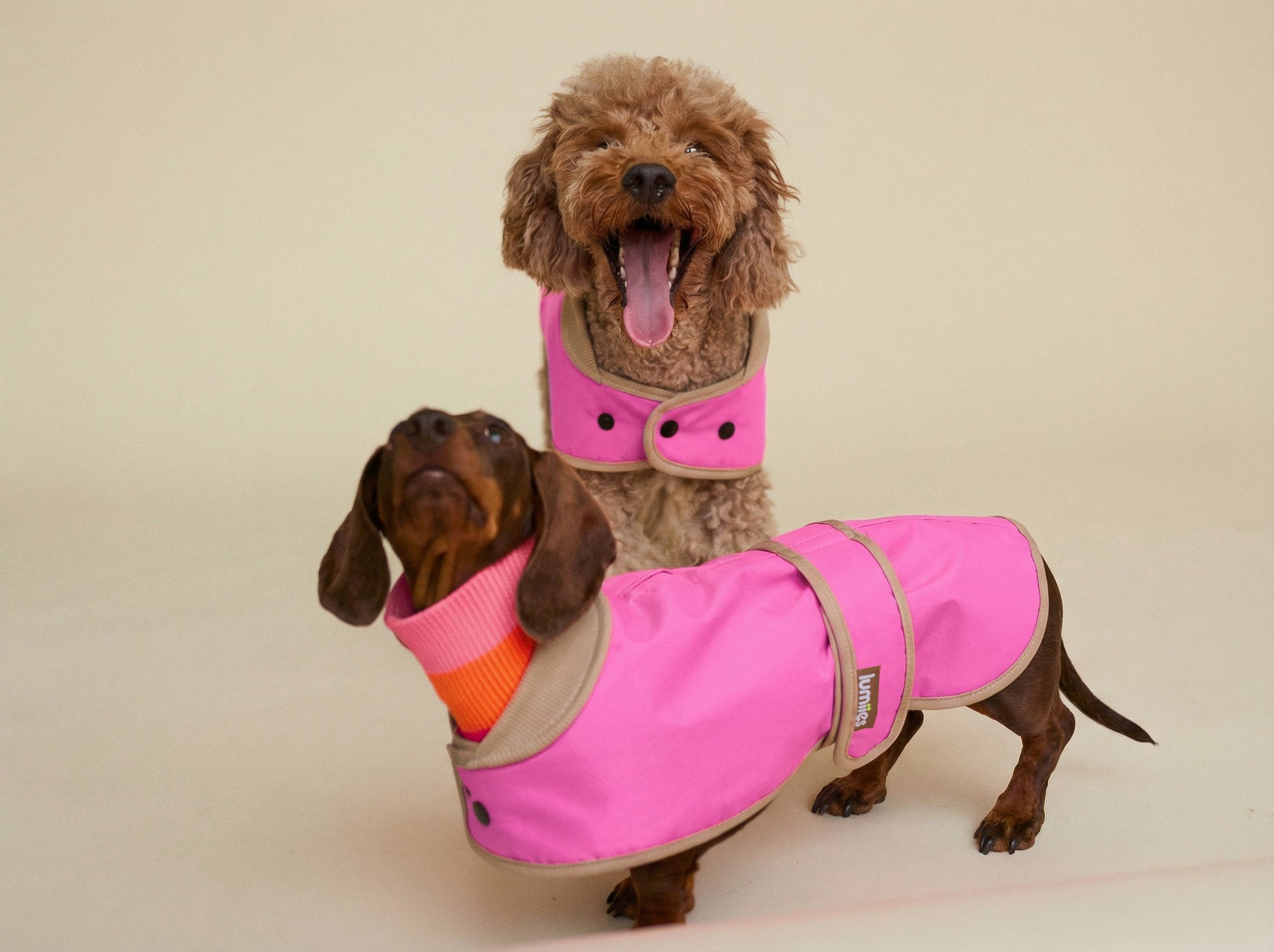 THE GLOW RAINCOAT (Dog Raincoat) Dachshund & Poodle - Fit