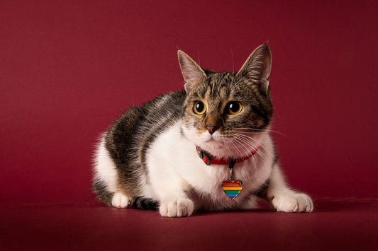 memopet® Katzenhalsband mit NFC-Chip