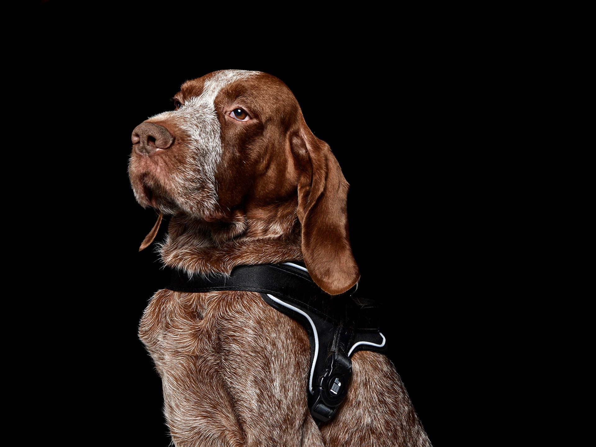 memopet® Y-Harness mit NFC Technologie