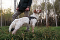 Bild in Galerie-Betrachter laden, memopet® Y-Harness mit NFC Technologie
