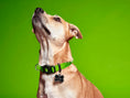 Bild in Galerie-Betrachter laden, memopet® Halsband mit NFC-Chip

