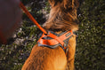 Bild in Galerie-Betrachter laden, memopet® Y-Harness mit NFC Technologie
