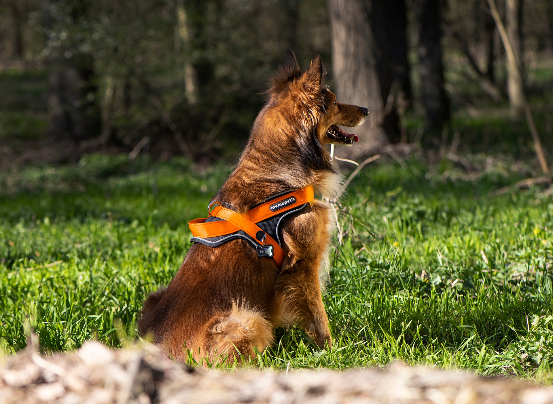 memopet® Y-Harness mit NFC Technologie