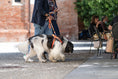 Bild in Galerie-Betrachter laden, memopet® Y-Harness mit NFC Technologie
