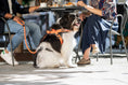 Bild in Galerie-Betrachter laden, memopet® Y-Harness mit NFC Technologie
