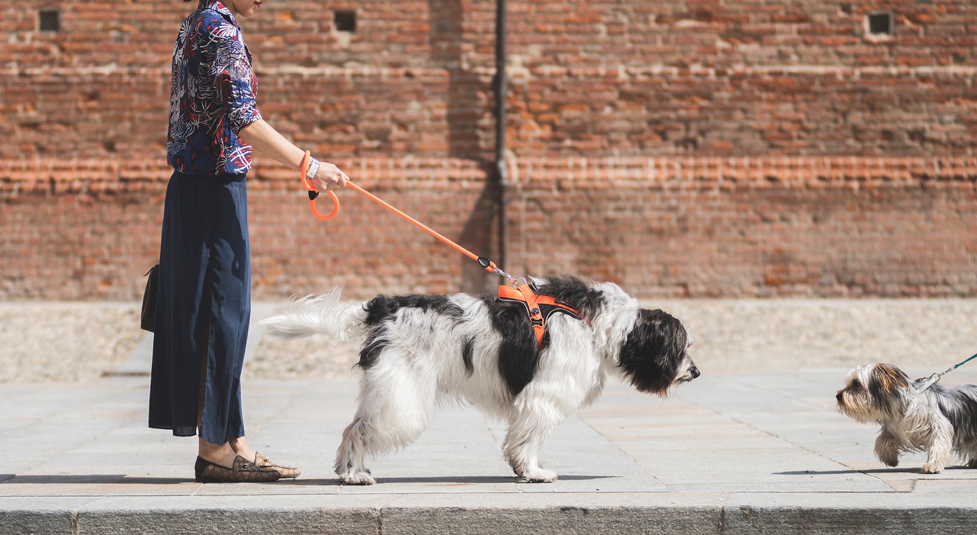 memopet® Y-Harness mit NFC Technologie